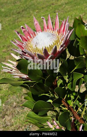 Proteus the south african national flower and emblem at the Kirstenbosch National Botanical Gardens in Cape Town, South Africa Stock Photo