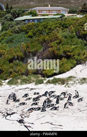 Viewing Platform At Boulders Beach In Simonstown Cape Town - 