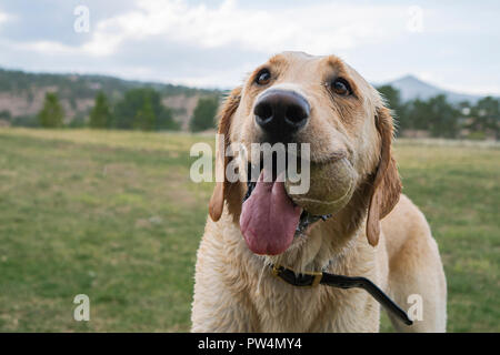 Labrador Retriever carrying ball in mouth while standing on field at park Stock Photo