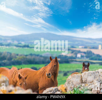 Brown horses grazing in a green field. Sardinia, Italy Stock Photo