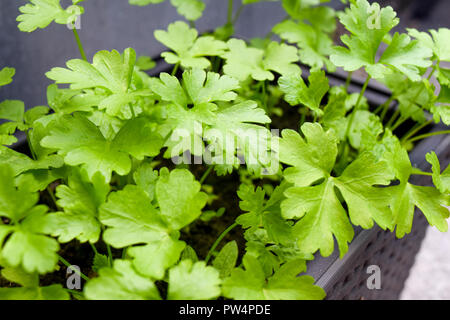 parsley in a pot on balkony, green fresh parsley Stock Photo