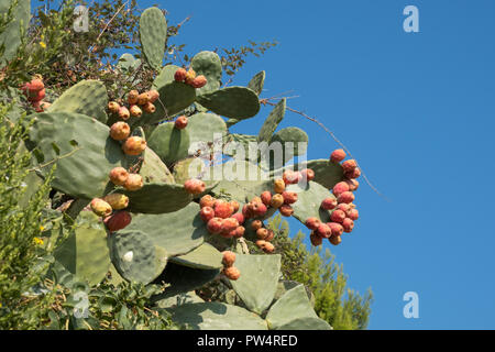 Prickly pears growing on a tree near Mattinata, Puglia, Southern Italy. Stock Photo