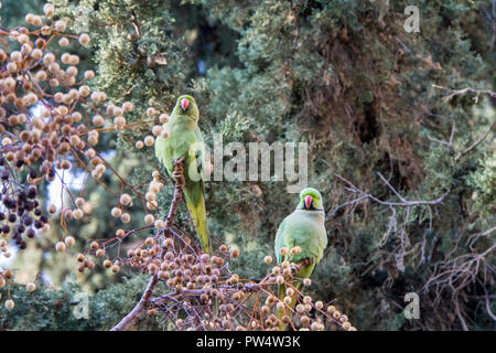 Couple of Parrots on a branch Stock Photo