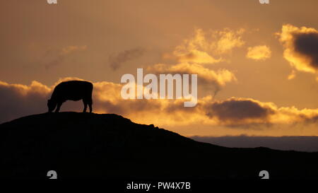 Silhouette of a cow grazing on a hillside against a cloudy sunset sky ...