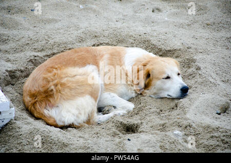 sleeping white brown dog on sandy beach on cloudy day Stock Photo
