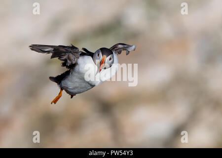 Front view close up of wild UK puffin seabird (Fratercula arctica) isolated in midair flight, hovering in breeze, wings spread. UK seabirds, puffin. Stock Photo