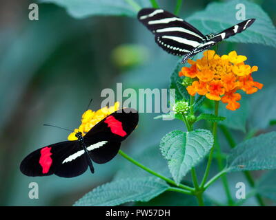 Red Postman (Heliconius erato) and Zebra Longwing (Heliconius charithonia). Stock Photo