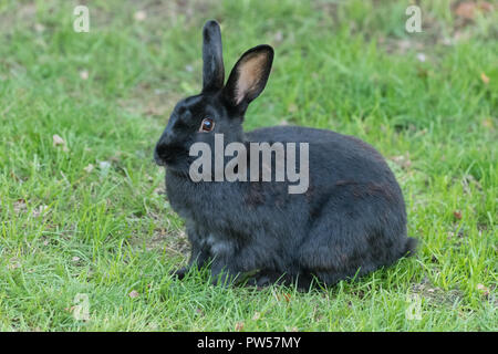black european wild rabbit - melanistic rabbit Stock Photo