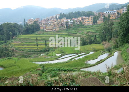 Amazing fields of rice in northern China  - photographed by Dan Yeger Stock Photo