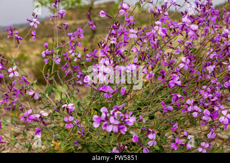Moricandia arvensis, Wild Brassica arvensis Stock Photo