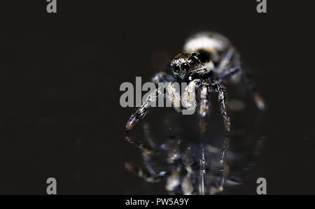 Jumping spider arlequin zebra macro close up Stock Photo