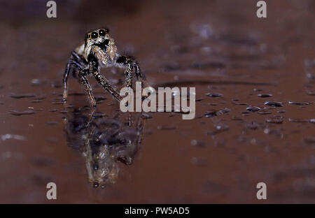 jumping spider Stock Photo