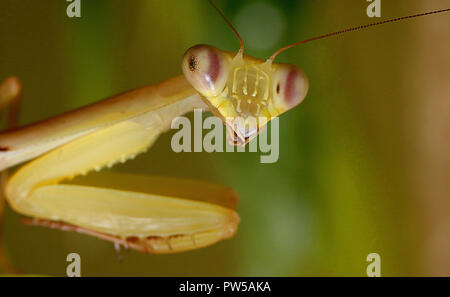 Praying mantis Hierodula venosa giant asian mantis Stock Photo