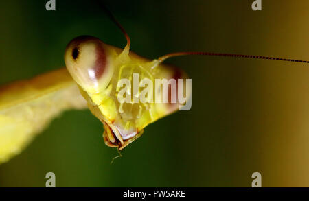 Praying mantis Hierodula venosa giant asian mantis Stock Photo