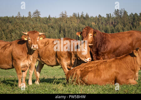Herd of Limousin cows (Bos primigenius taurus) in free range Stock Photo