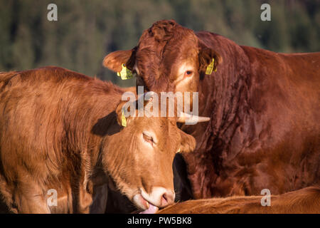 Herd of Limousin cows (Bos primigenius taurus) in free range Stock Photo