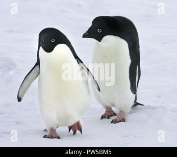Young adelie penguins walking on stony ground. Overall plan. Stock Photo