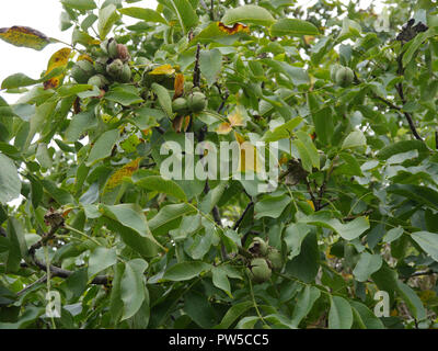 Walnuts, on tree ready to harvest Stock Photo
