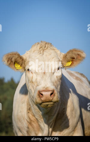 Charolais - rasse charolaise (Bos primigenius taurus) in free range Stock Photo