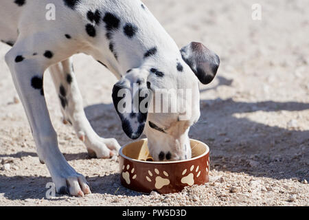 Dalmatian puppy eats dry food from a bowl Stock Photo