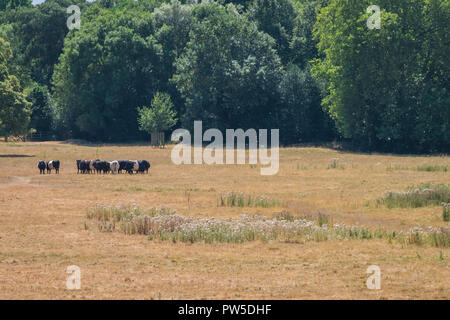 Cows walking on a path through the field near Richmond Park in London Stock Photo