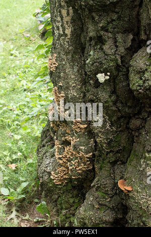 Trunk of very large dead oak Stock Photo