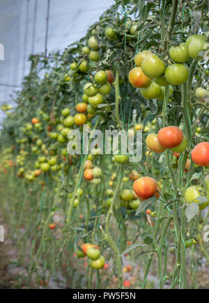 Two lines of tomato plants full of young green and red tomatoes and many ripe red tomatoes fell on the ground between two lines in the greenhouse. Stock Photo