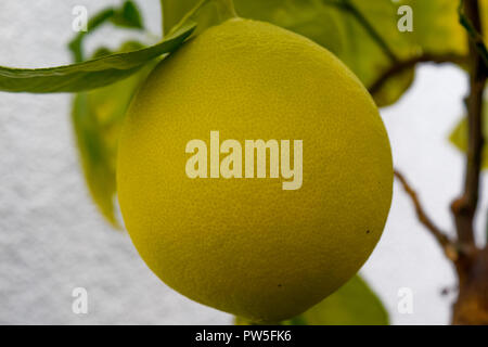 Grapefruit on a tree, yellow grapefruit Stock Photo