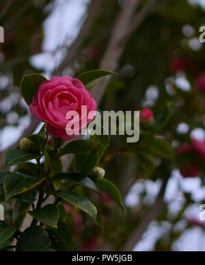 Blossoming Pink Persian Buttercup Flower Stock Photo