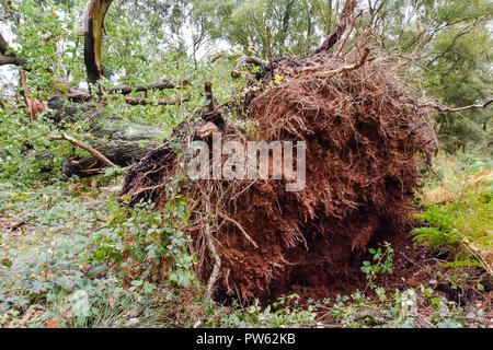 Cannock Chase, Staffordshire, 13th October 2018. Storm Callum uproots 400 year old Oak Trees in Brocton Coppice, Cannock Chase. The strong winds were too much for this old tree to handle Credit: Daniel James Armishaw/Alamy Live News Stock Photo