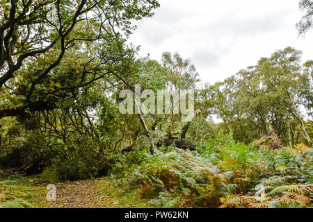 Cannock Chase, Staffordshire, 13th October 2018. Storm Callum uproots 400 year old Oak Trees in Brocton Coppice, Cannock Chase. The strong winds were too much for this old tree to handle Credit: Daniel James Armishaw/Alamy Live News Stock Photo