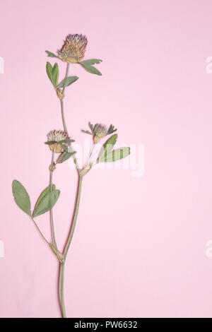 Pressed and dried flowers of red clover on pink background copy space, floristry,herbarium, copy space Stock Photo