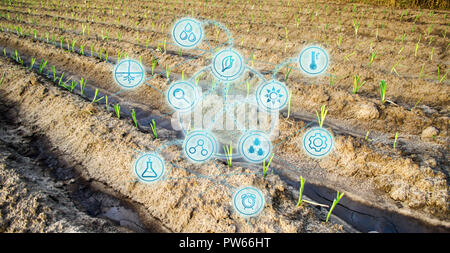 Farm field of young cabbage. Young seedlings. Innovations and new technologies in the agricultural business. Scientific development and selection, gen Stock Photo