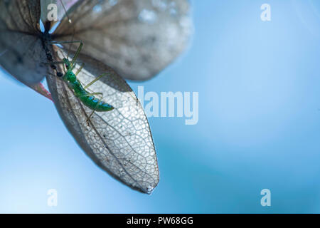 An assassin bug hides in a hydrangea blossom while hunting its prey. Stock Photo