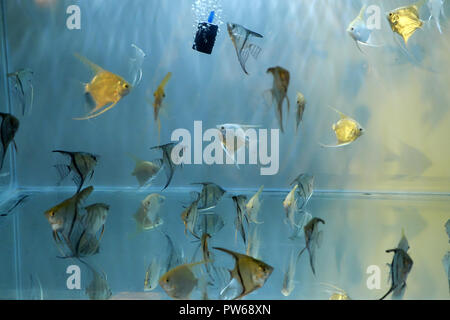 Little Fish in Fish Tank or Aquarium, Gold Fish, Guppy and Red F Stock  Photo - Image of tank, aquarium: 111156654