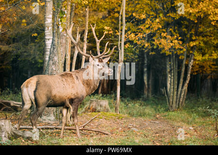 Belarus. Male European Red Deer Or Cervus Elaphus In Autumn Forest. Stock Photo