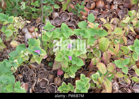 Calamintha grandiflora Stock Photo