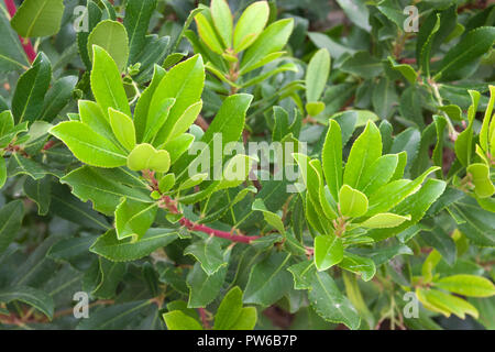 Arbutus unedo, Strawberry tree Stock Photo