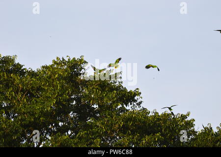 Guayana city, Venezuela. October 12, 2018. Group of green parrots approach a wooded area on this clear day over this southern American city. Credits: Jorgeprz / Alamy Live News. Stock Photo