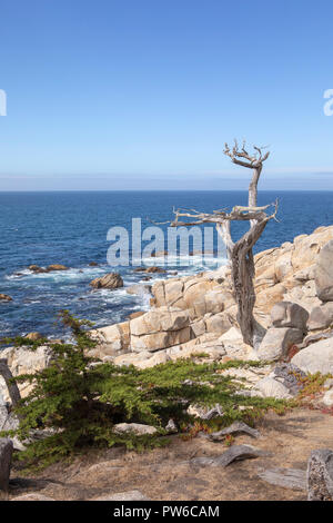 Blue Ocean and blue skies from a beautiful point on the Californian coast. Gnarled tree worn by the weathering of sun sea and wind. Stock Photo