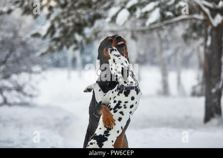 Dalmatian and rottweiler playing in the snow. Stock Photo