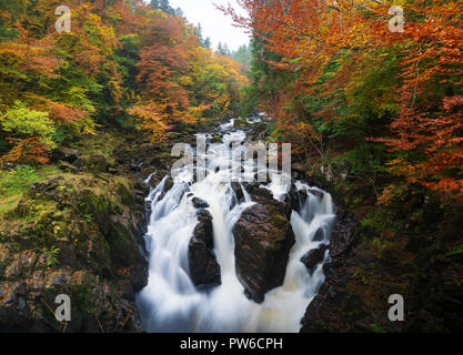 Spectacular autumn colours at  Black Linn Falls at The Hermitage a famous beauty spot near Dunkeld in Perthshire, Scotland Stock Photo