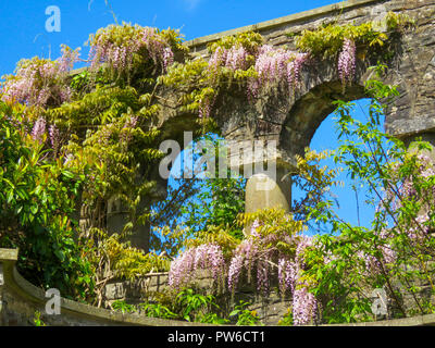 Wisteria in full flower at Dyffryn Gardens, South, Wales, UK Stock Photo