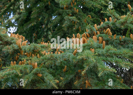 Close-up many fir twigs on big branch of Cedar of Lebanon with many male cones in light of autumn cloudy day in Sudak town, Crimea, Russia. Stock Photo