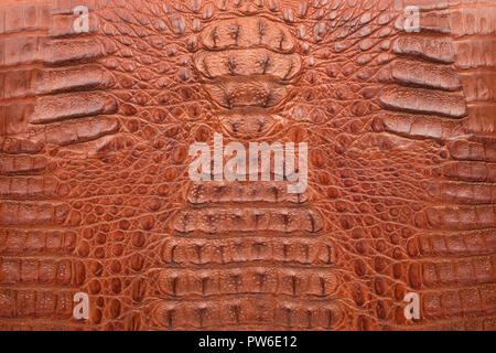 Crocodile skin texture top view. Close-up, volume skin background Stock Photo