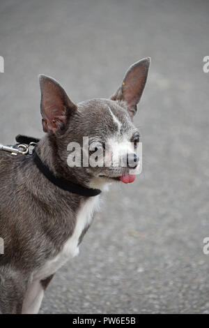 Close up portrait of one cute grey Chihuahua little dog on a leash breathing with mouth open and tongue out, looking away, high angle view Stock Photo