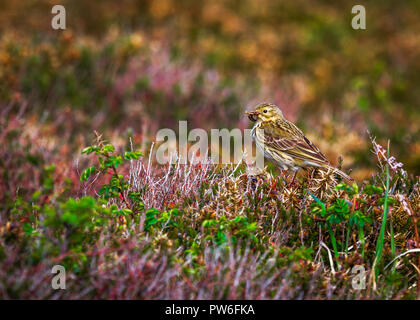 Meadow Pipit Stock Photo