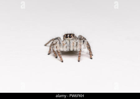 Philaeus chrysops  - macro photo of jumping spider isolated on white Stock Photo