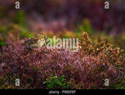 Meadow Pipit Stock Photo