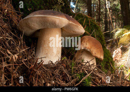 Mushroom, boletus edulis, in pine forest Stock Photo